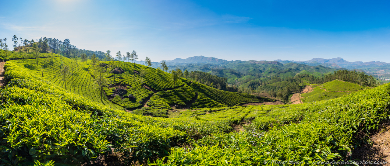 Munnar - Trekking through Tea Plantations - A Nomadic Existence